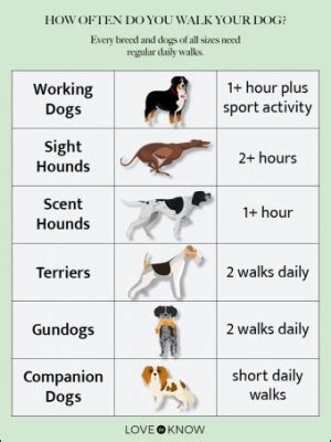 狗狗每天散步多久：釐解犬類日常散步需求與考慮因素